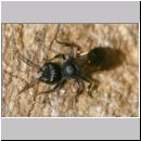 Pemphredon sp Grabwespe 01b 9mm.jpg